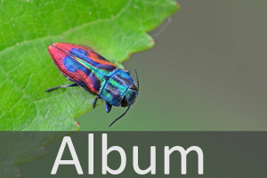 Prachtkäfer (Buprestidae)